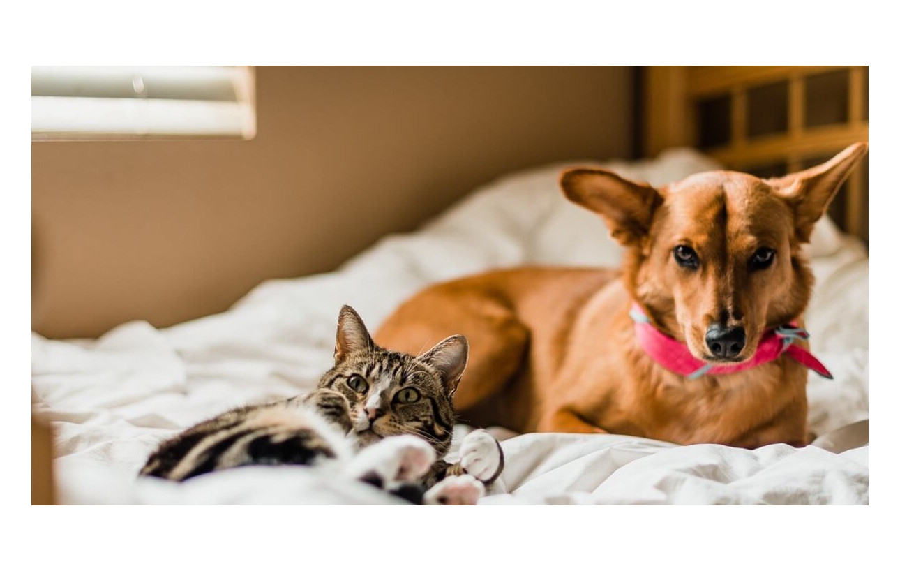 Heartworm in Dogs and Cats: Symptoms and Prevention